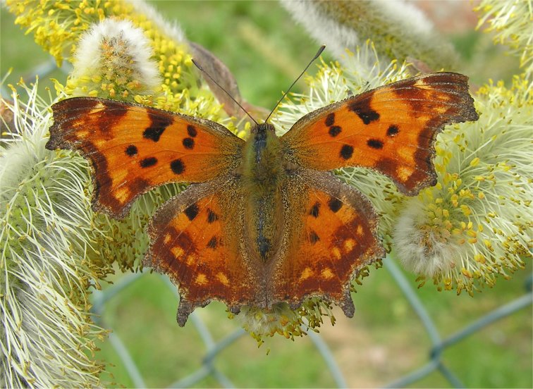 Polygonia c-album